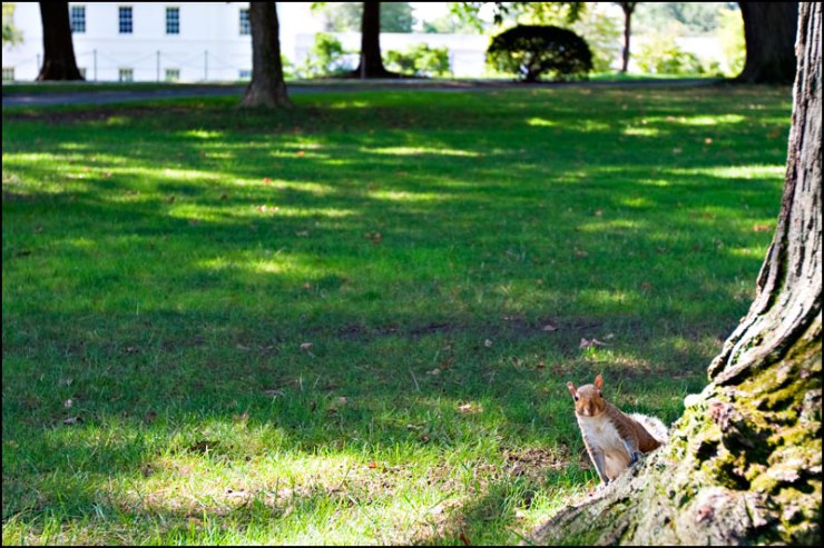 Ekorre vid Vita huset